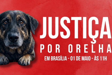 Manifestação em Brasília cobra CPI e justiça por animais vítimas de maus-tratos